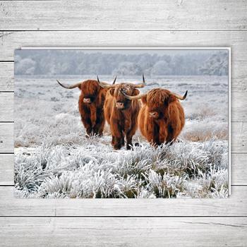 Highland Cattle In A Frozen Field M23